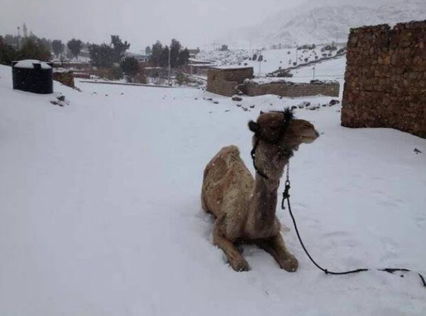 Global Cooling--snow in Cairo